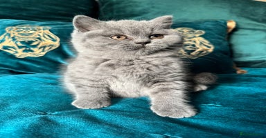 British Shorthair cats - Advert 7