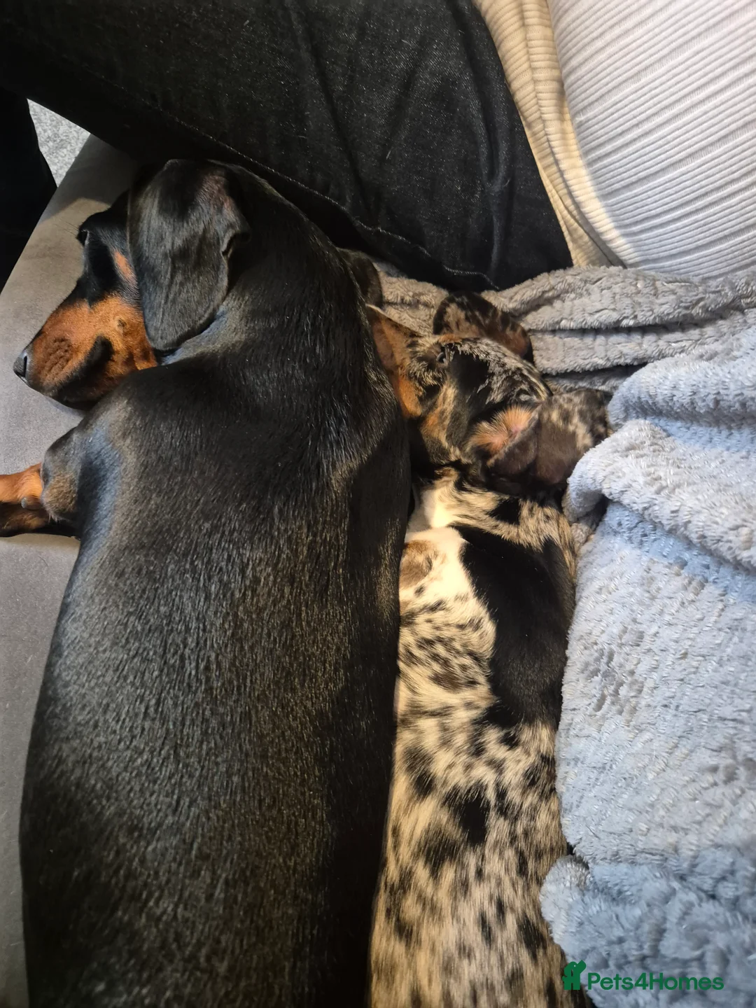 Dachshund dogs for sale: Beautiful dapple boy - Advert 2