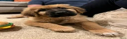 Mixed Breed dogs for sale: Rare Highland Sheppard Puppies Alabai Cross  - Advert 6
