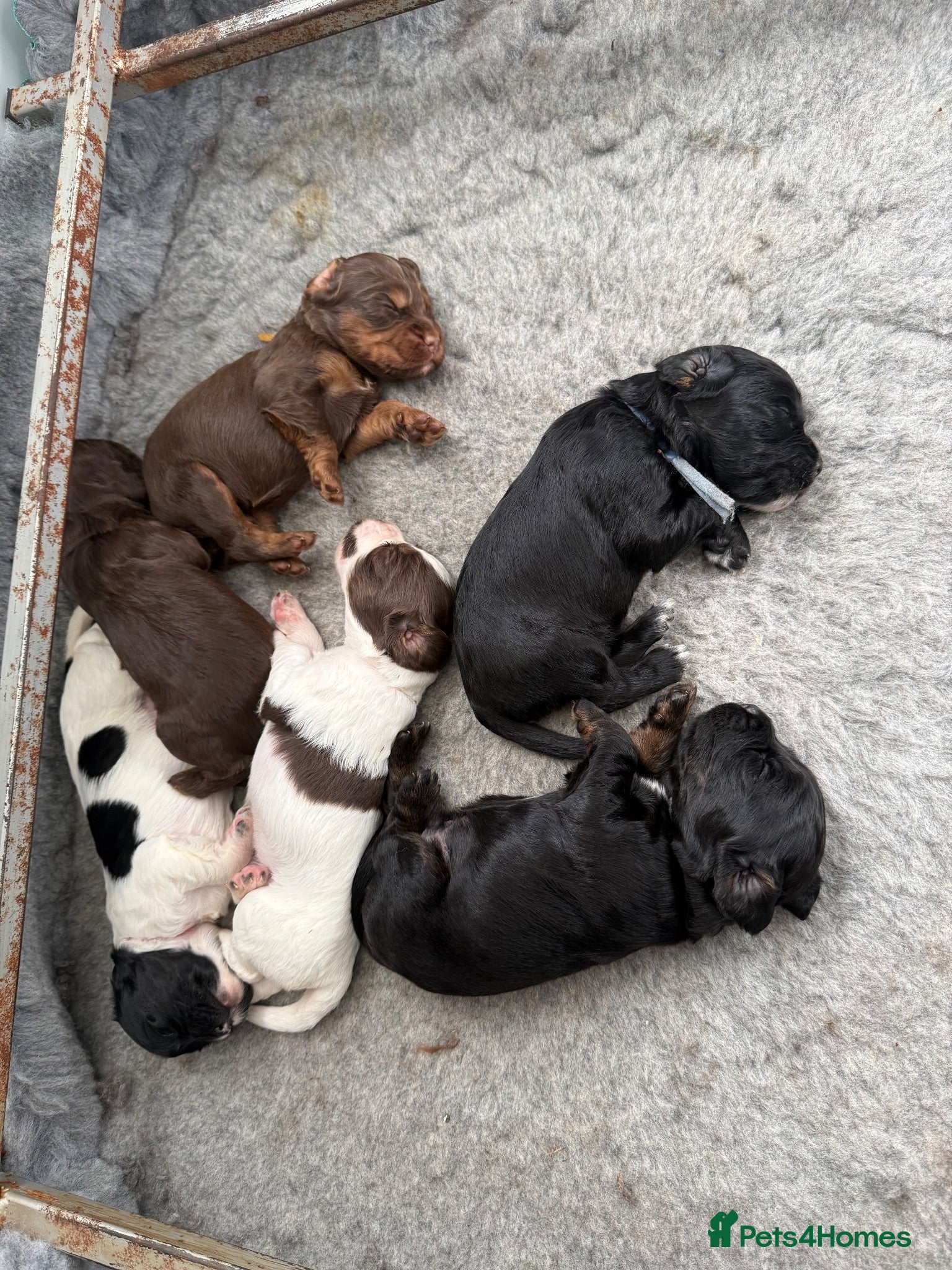 Cocker Spaniel dogs cocker spaniels  - Advert 2