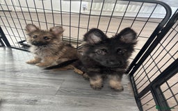 German Shepherd dogs for sale: German Shepard puppies - Image 2