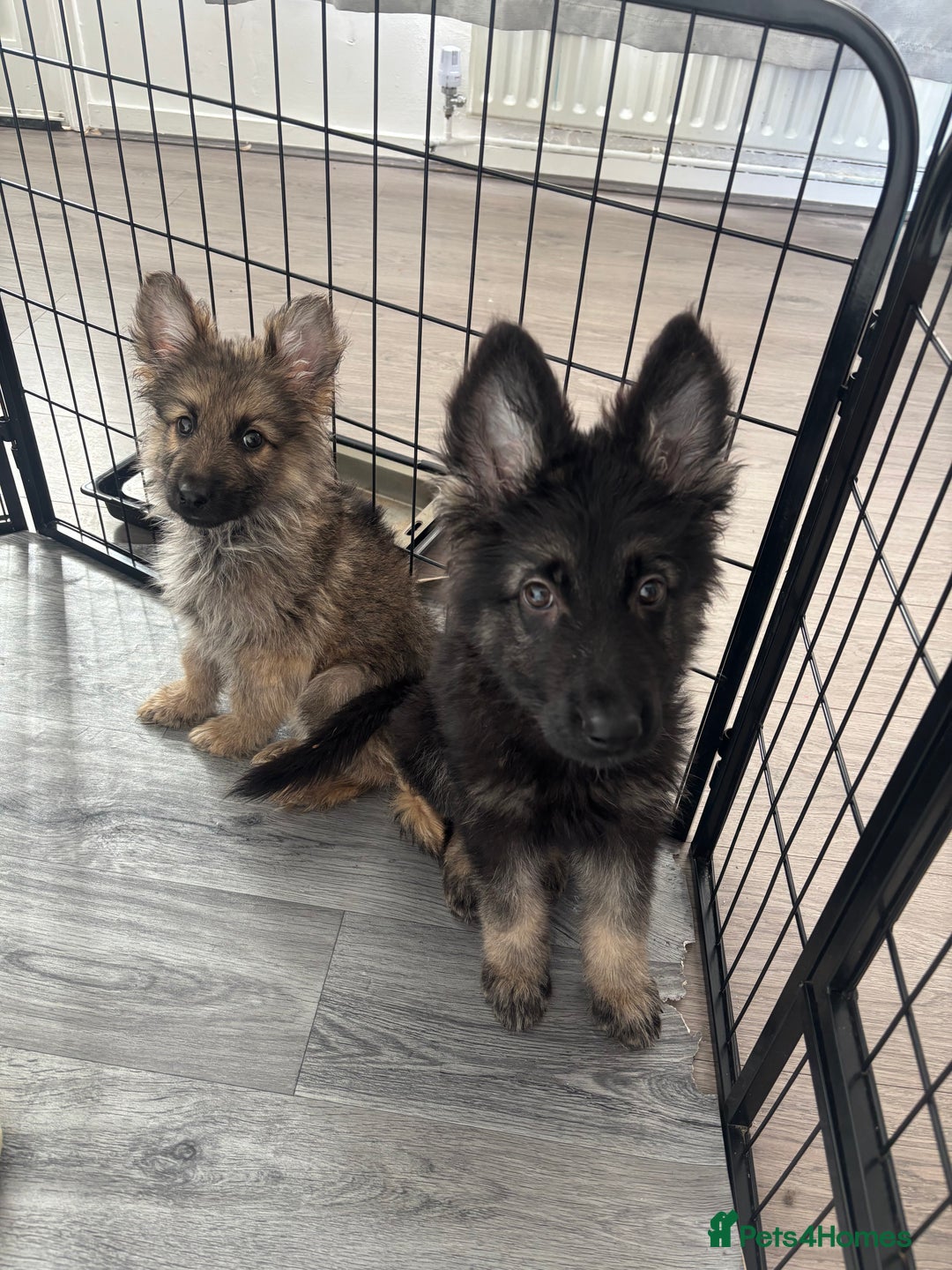 German Shepherd dogs for sale: German Shepard puppies - Image 2