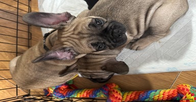 French Bulldog dogs in Derby - Advert 5