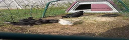 Chickens poultry for sale: Bantam chicks for sale  - Advert 7