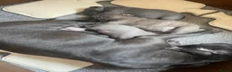 Staffordshire Bull Terrier dogs for sale: Staffie pups for sale - Advert 6
