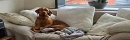 Hungarian Vizsla dogs for sale: Stunning KC Registered Hungarian Vizslas - Advert 8