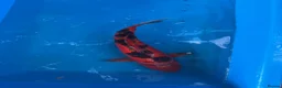 Koi Carp fish for sale: 4 Year Old Striking Doitsu Female Koi  - Advert 3