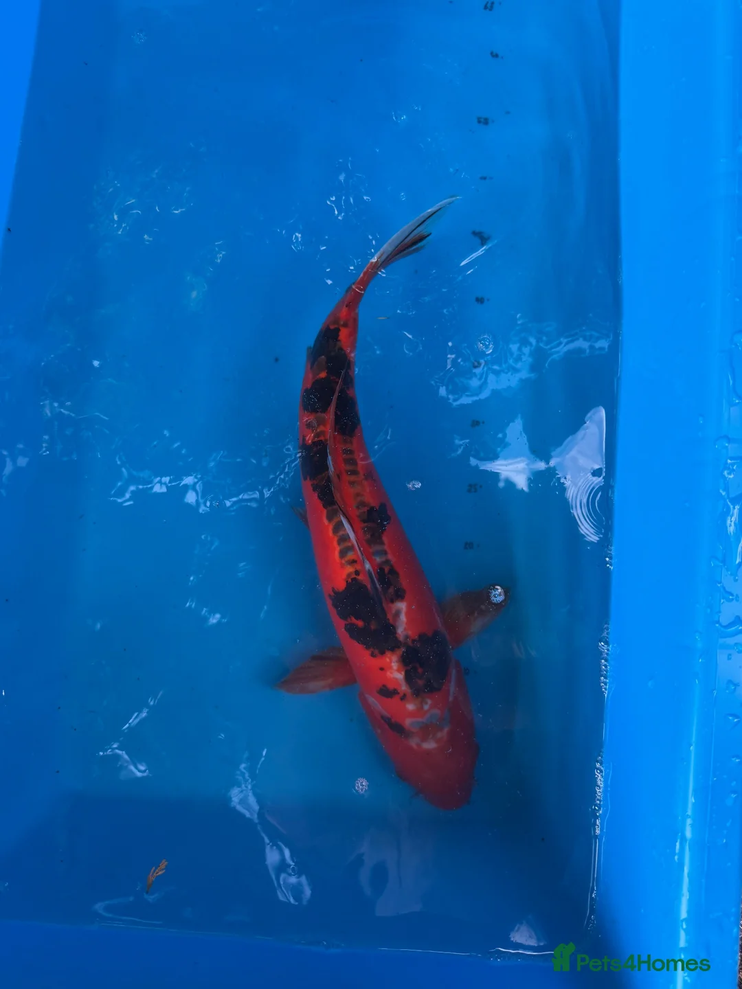 Koi Carp fish for sale: 4 Year Old Striking Doitsu Female Koi  - Advert 3