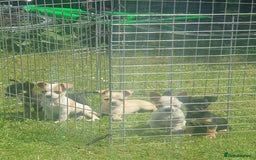 Jack Russell dogs for sale: Jack russel puppy's  - Image 1