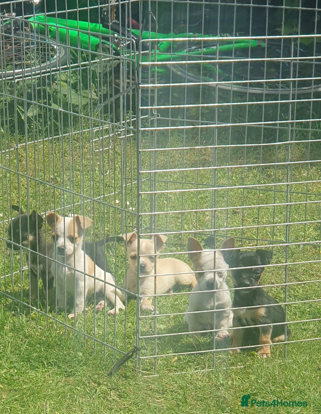 Jack Russell dogs for sale: Jack russel puppy's  - Image 1