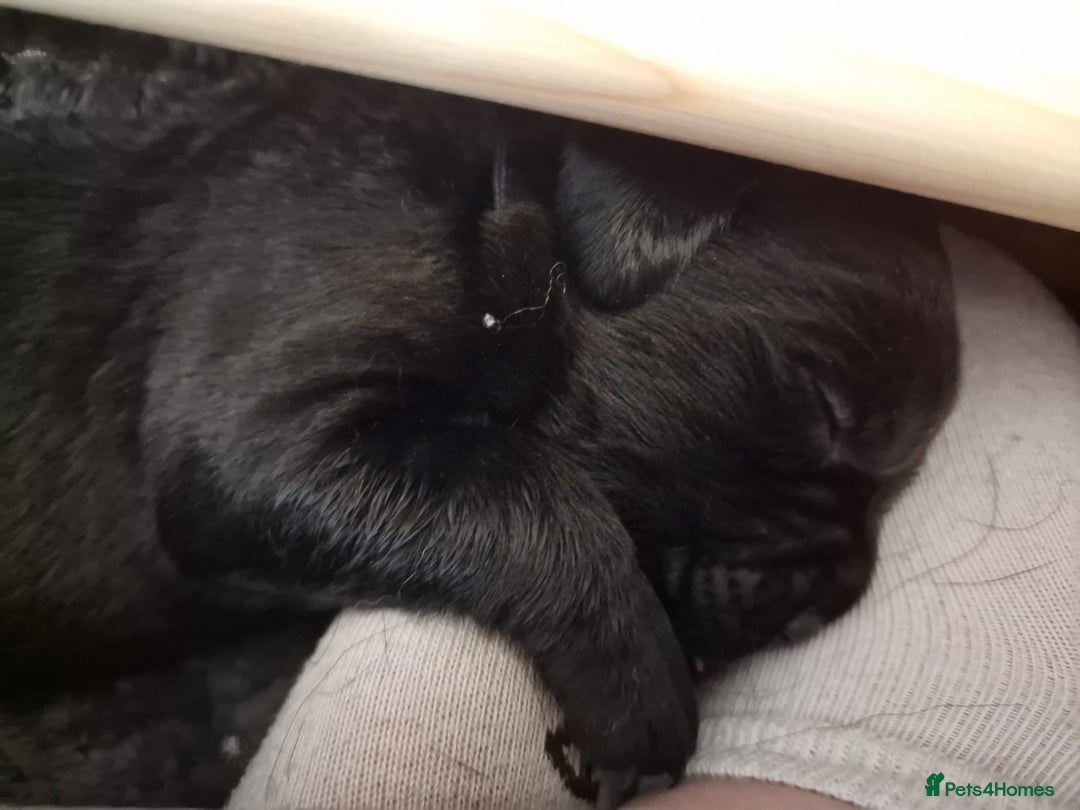 Labrador Retriever dogs for sale: 2 beautiful male black labradors for sale.  - Advert 11