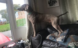 Weimaraner dogs for stud: Stud handsome Weimaraner  - Image 2