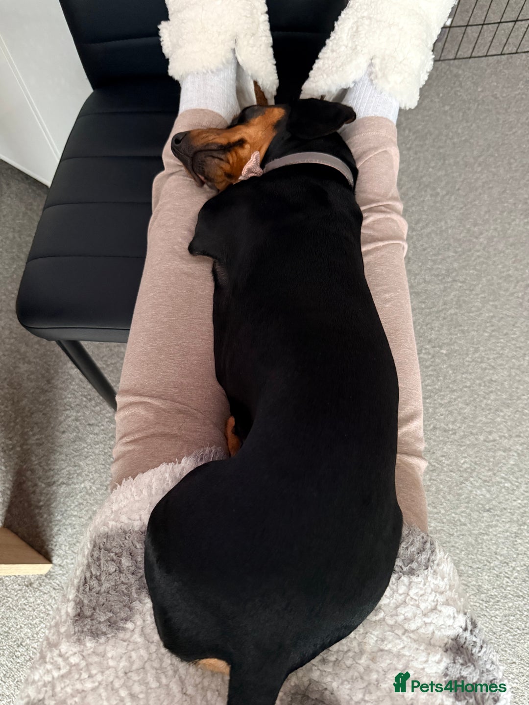 Dachshund dogs for sale: Our beautiful dachshund looking for her new home - Advert 2