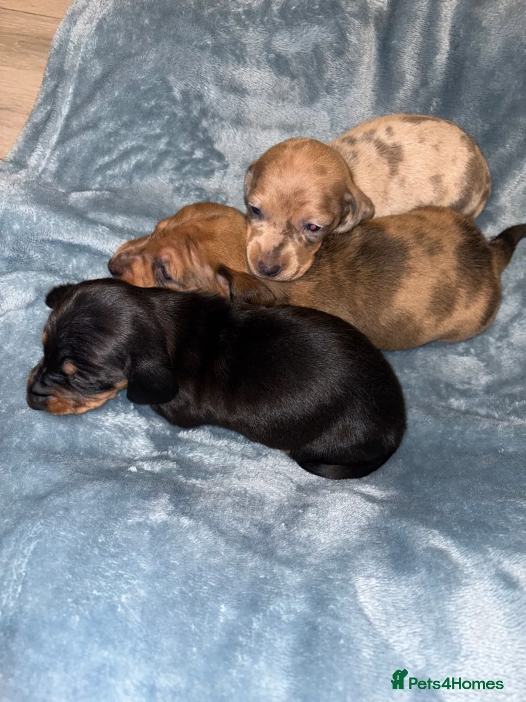 Miniature Dachshund dogs for sale: 4 Miniature Dachshund Puppies - Advert 10