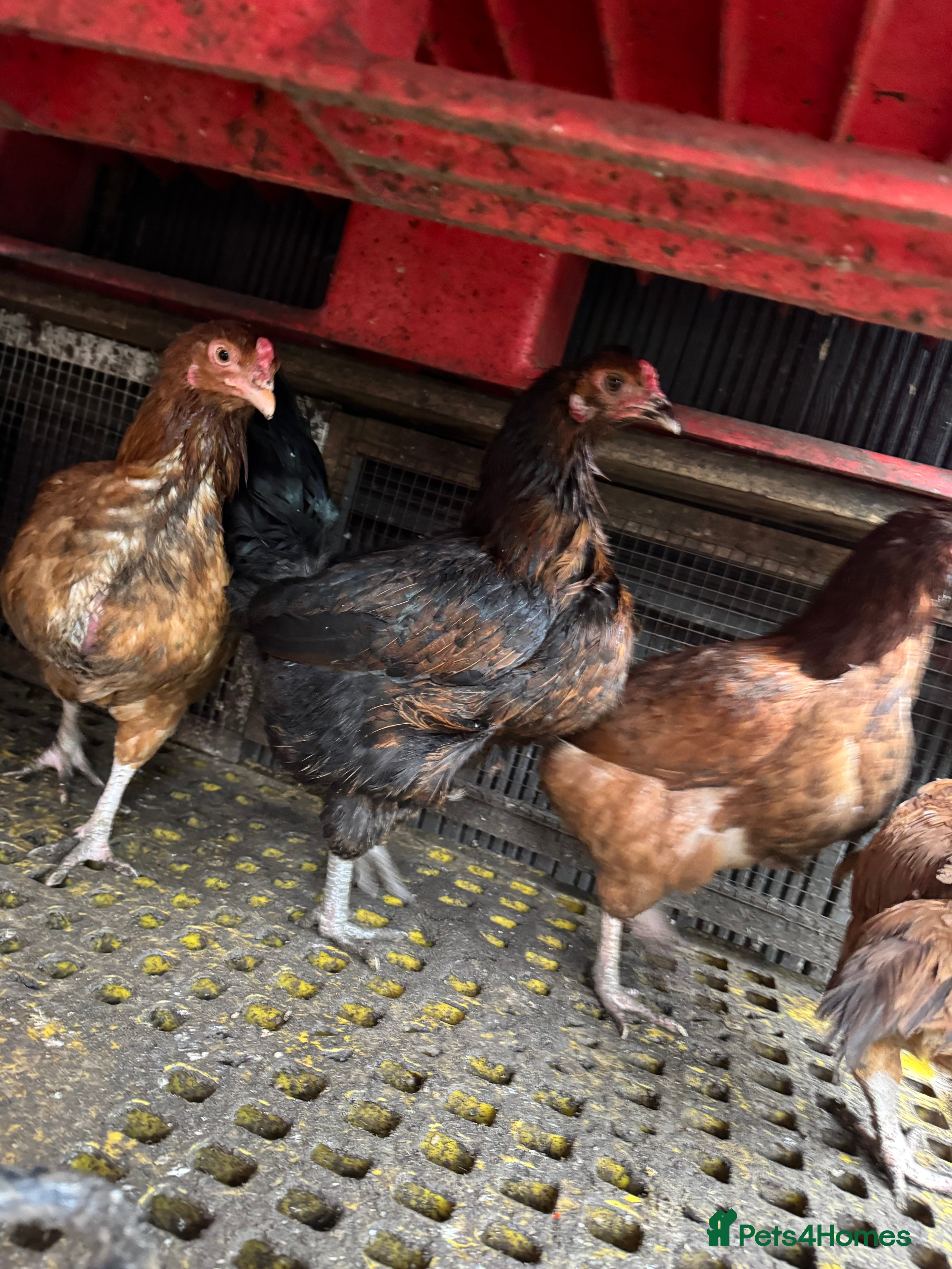 Mixed Breed poultry Laying Chicken 9 Months Old  - Advert 1