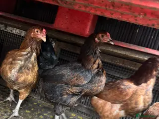 Mixed Breed poultry Laying Chicken 9 Months Old - Advert 5