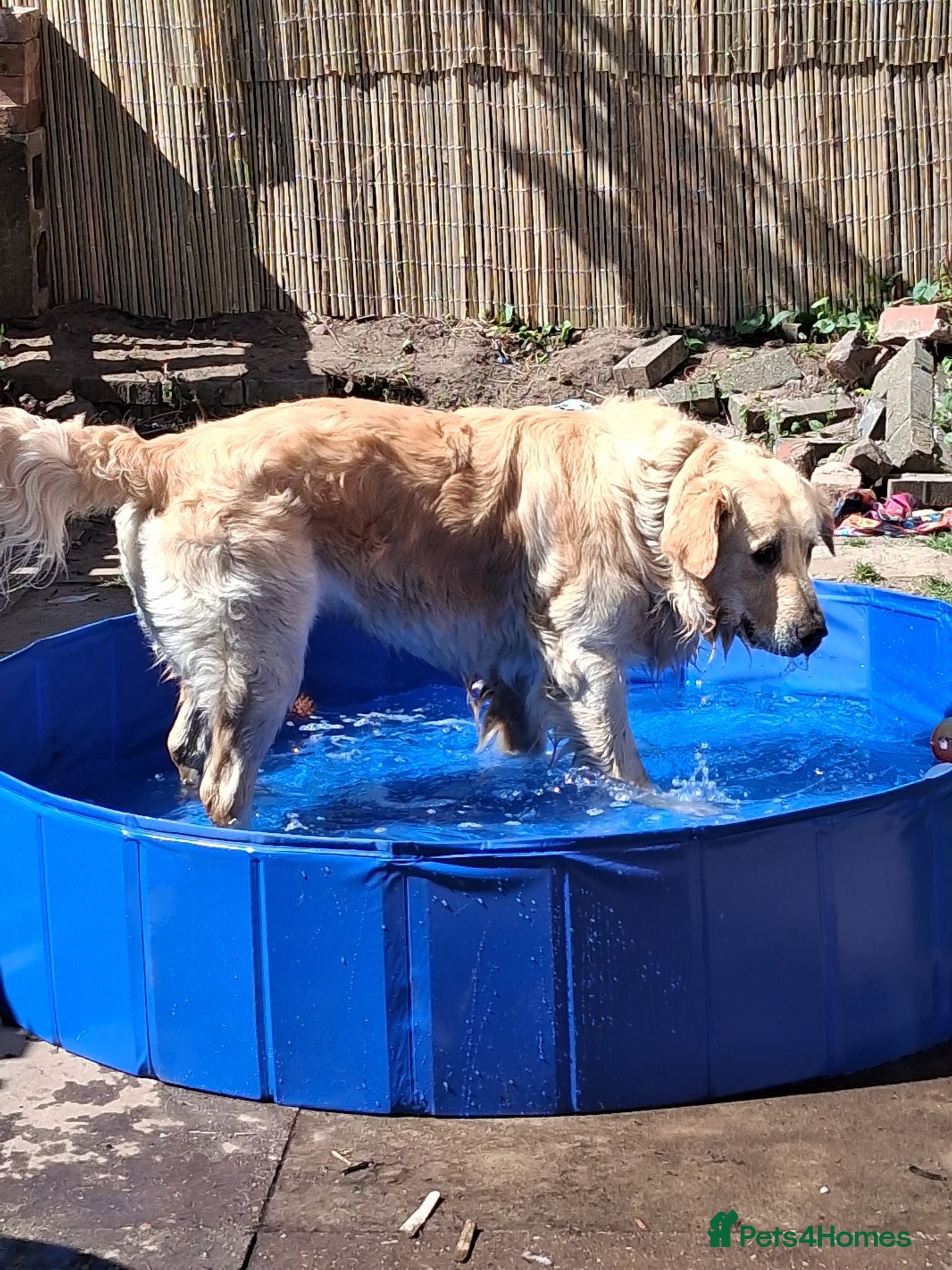 Golden Retriever dogs Baker - Advert 1