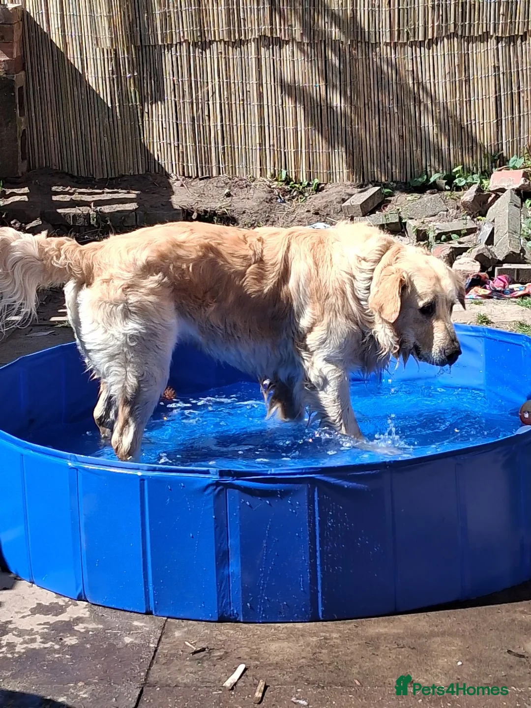 Golden Retriever dogs for sale: Baker - Advert 1