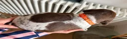 German Shorthaired Pointer dogs for sale: KC Registered German Shorthaired Pointer Puppies - Advert 5