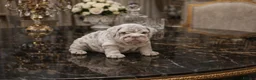 English Bulldog dogs for sale: 3 AVAILABLE VERY CHUNKY - Advert 20