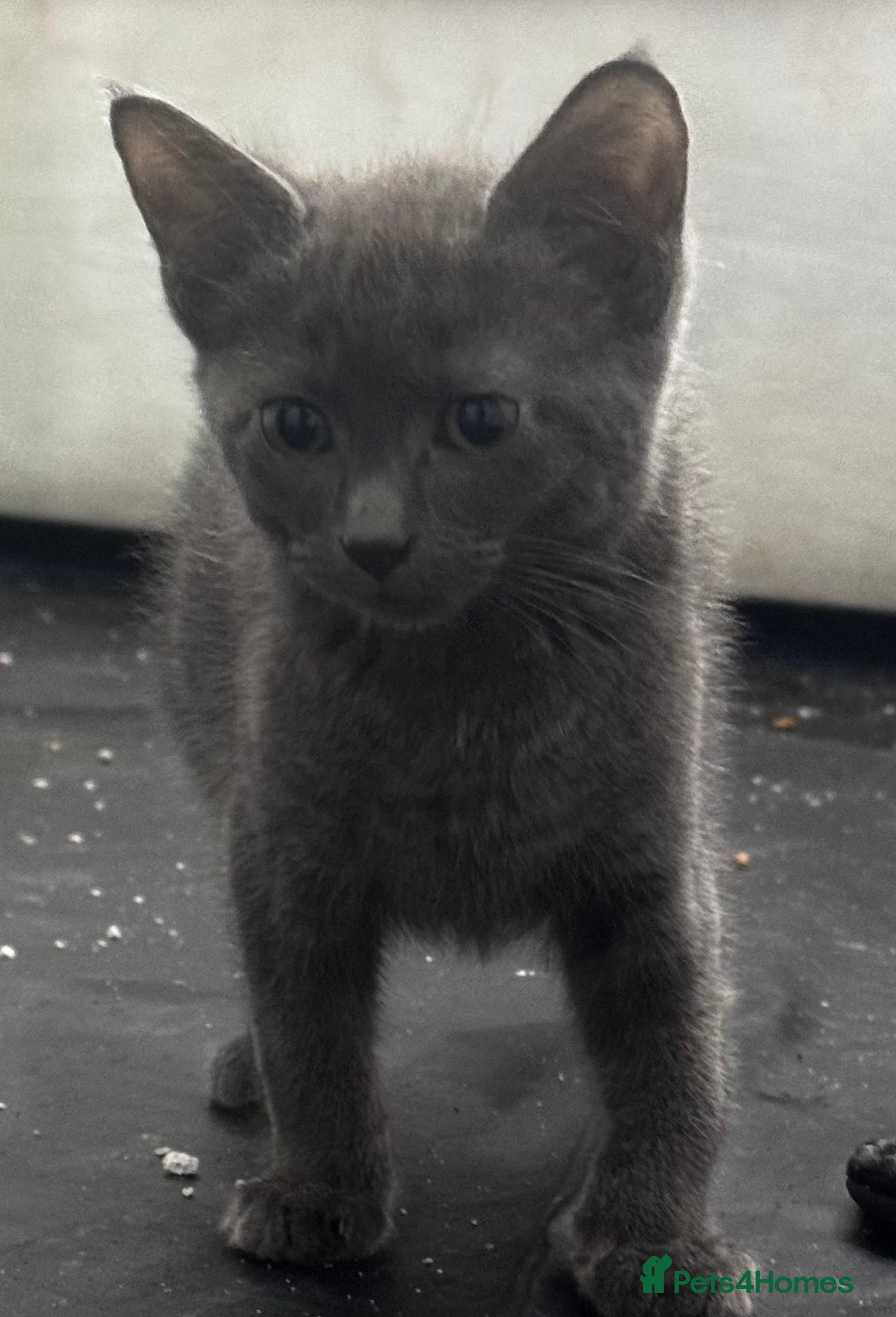 Mixed Breed cats Kittens - Advert 1