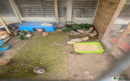 Quail poultry for sale: Beautiful coturnix, CPQ and bobwhite quails - Image 1