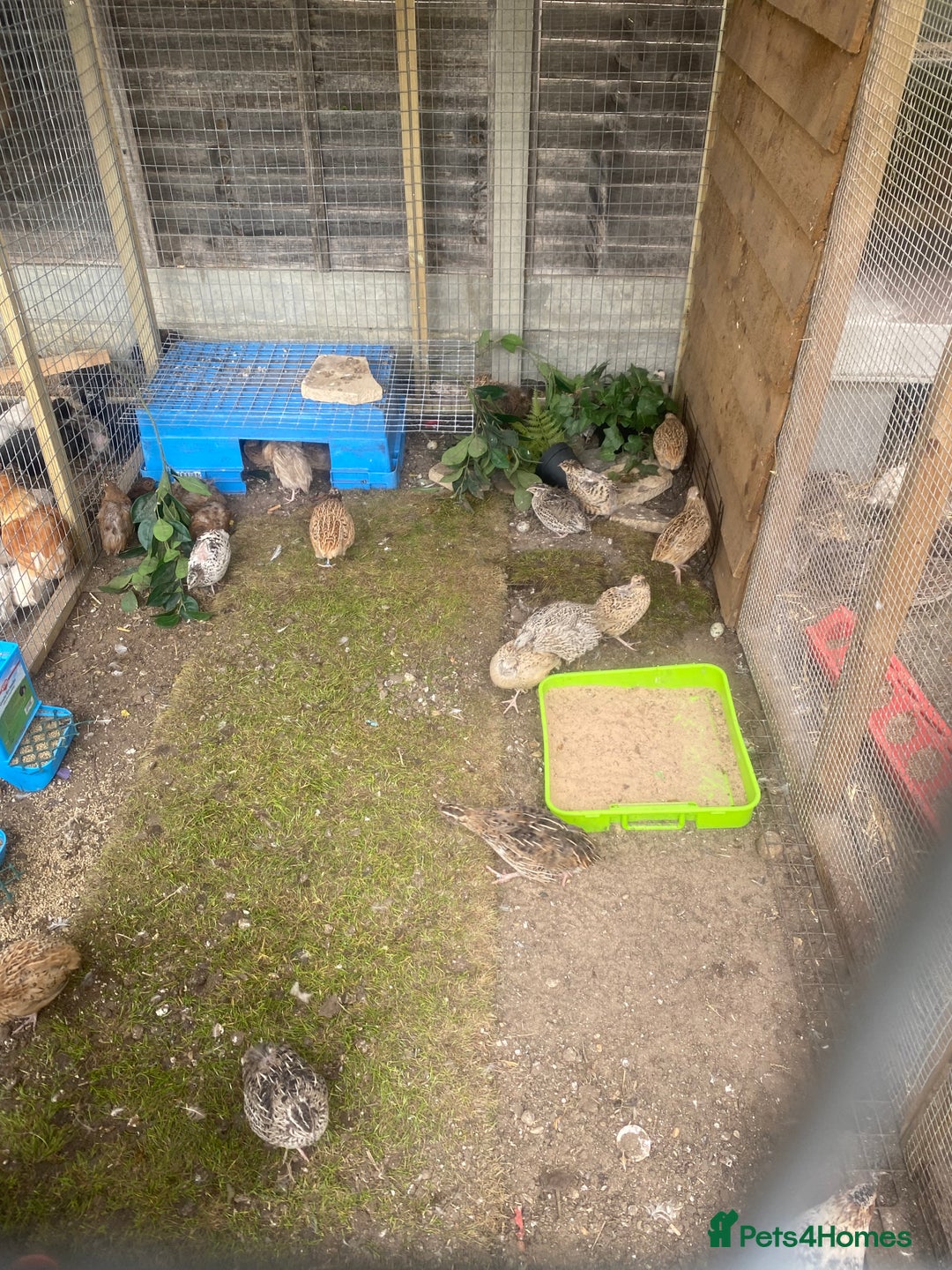 Quail poultry for sale: Beautiful coturnix, CPQ and bobwhite quails - Image 1