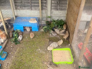Quail poultry Coturnix quail and CPQ see description for prices - Advert 1