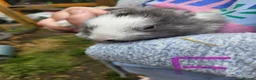 Mixed Breed rabbits for sale: Minilop x rex rabbits  - Advert 26