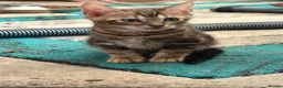 Bengal cats for sale: Bengal kittens pedigreed and registered - Advert 4