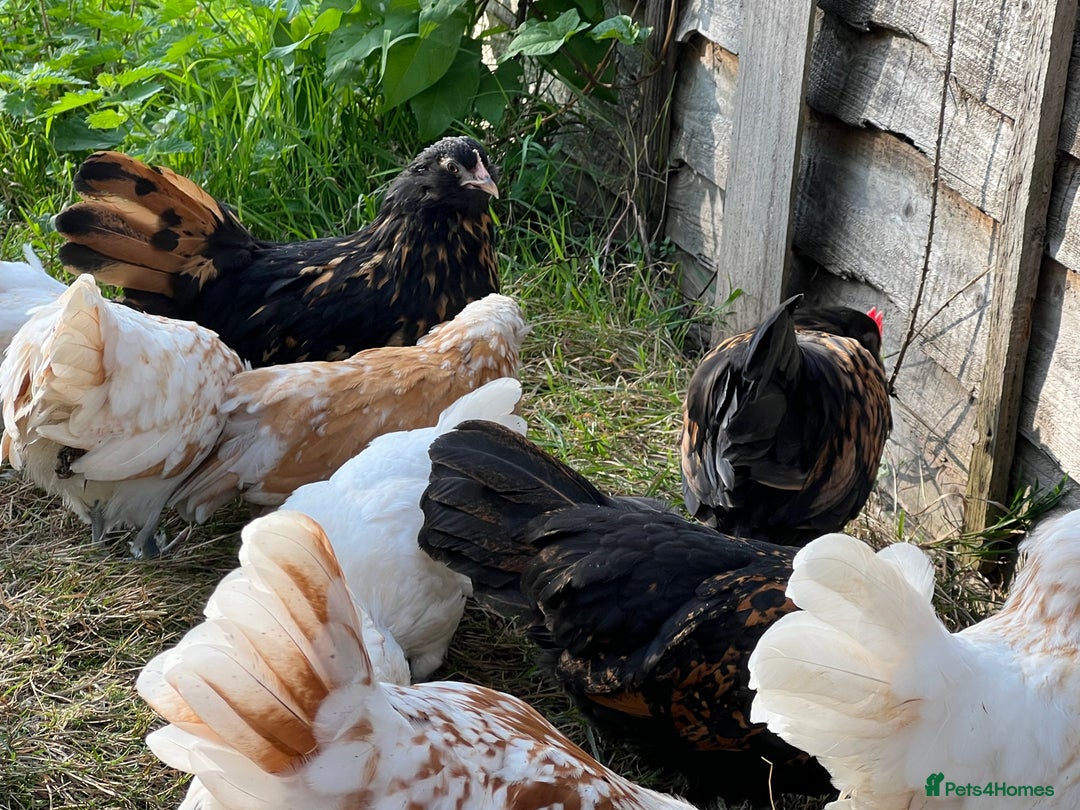 Chickens poultry for sale: Rare Breed Thuringian Chamois & Black Chickens  - Image 19