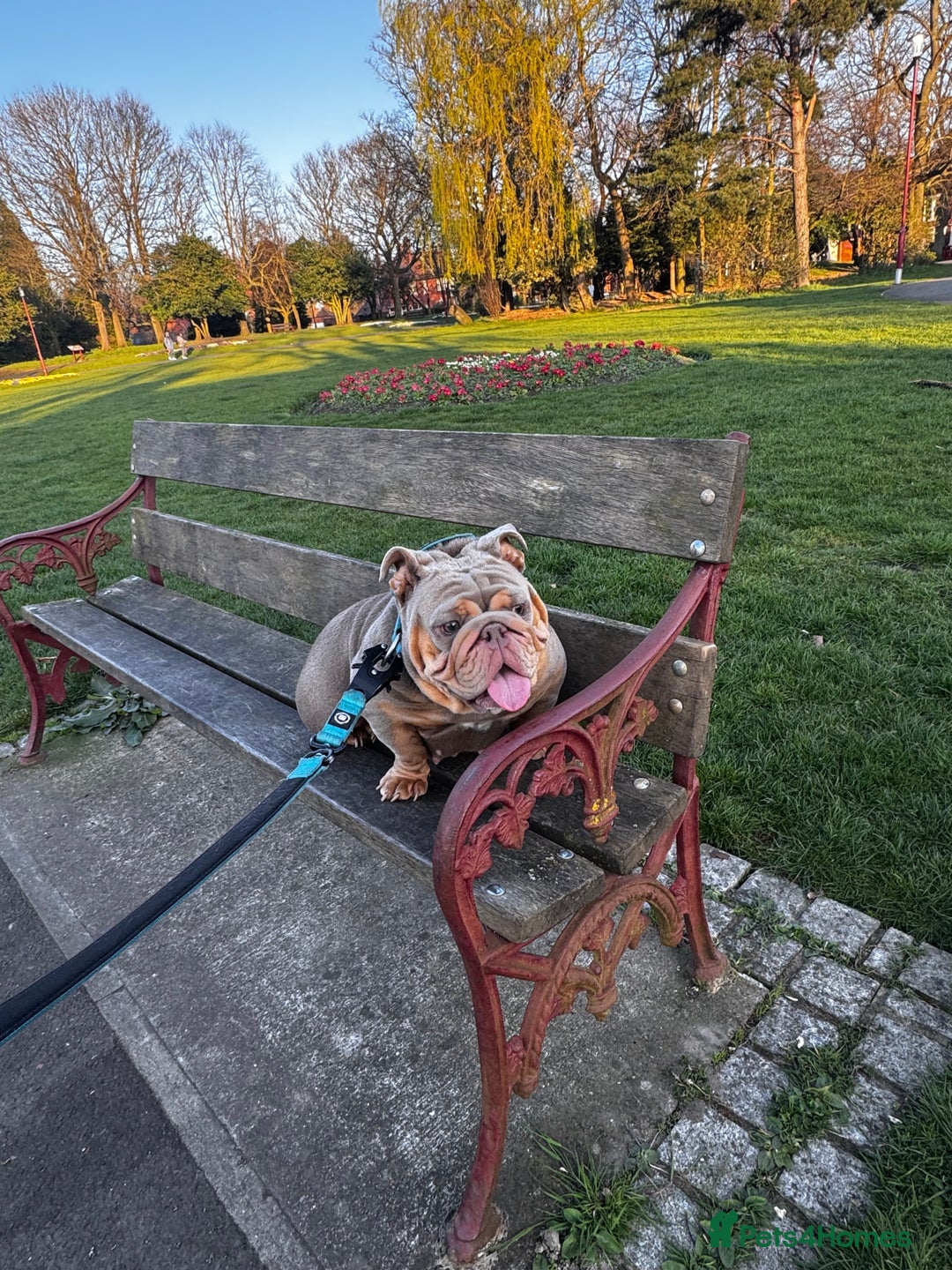English Bulldog dogs for sale: English bulldog  - Image 1