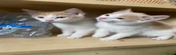 Mixed Breed cats for sale: 4 Beautiful Kittens Ready for Their Forever Homes in Manchester - Advert 15