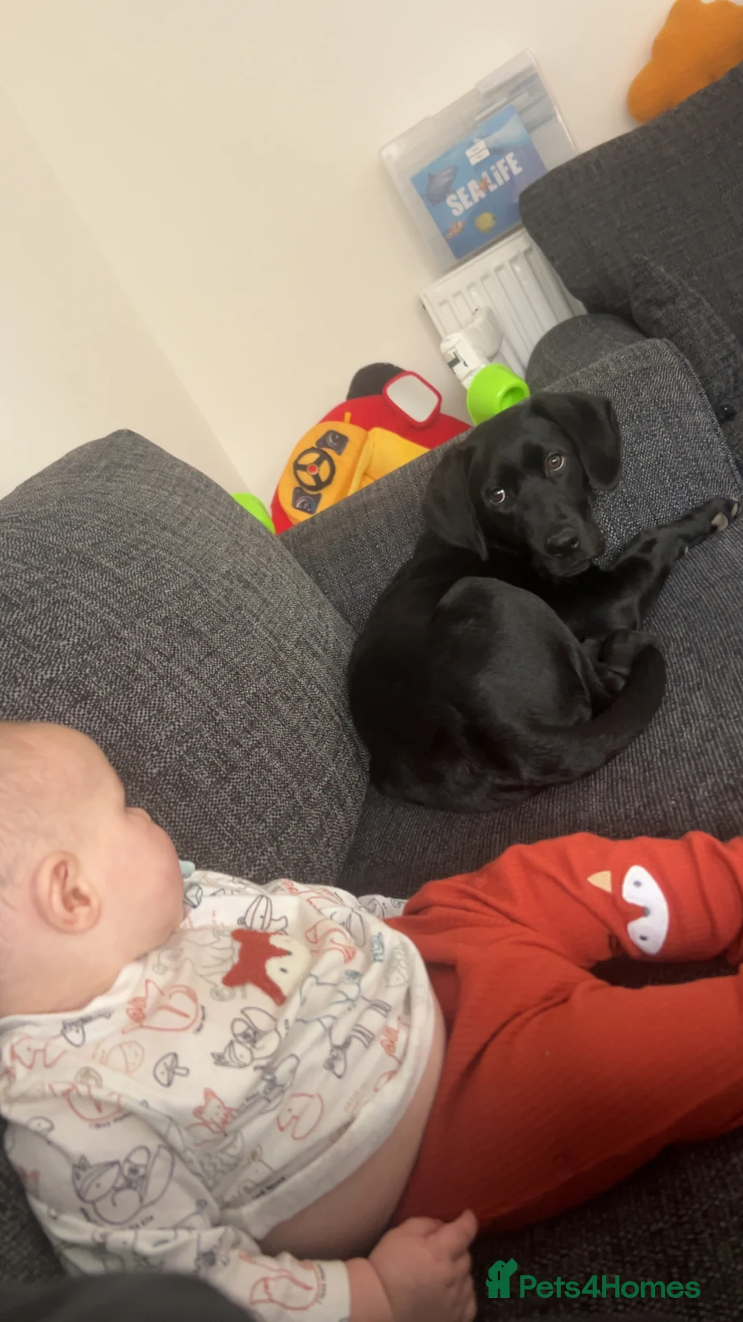 Mixed Breed dogs for sale: Labrador cross dalmation - Advert 2