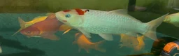 Koi Carp fish for sale: Koi Carp ‘Roy the Koi’ very friendly  in Chelmsford - Advert 1