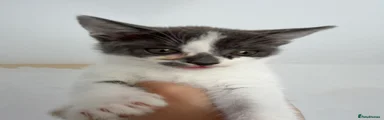 Beautiful Grey and White male kitten