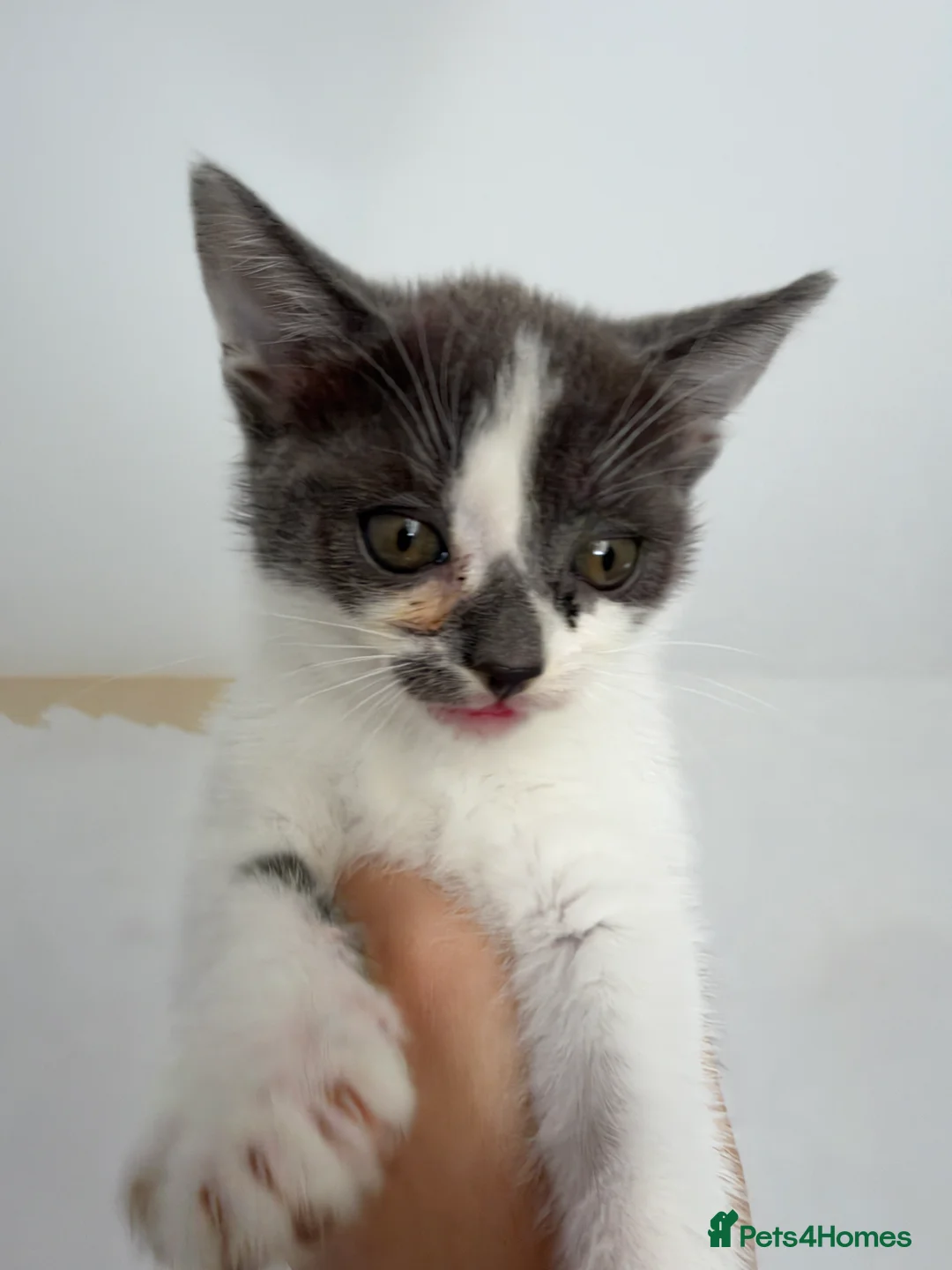 Domestic Shorthair cats for sale: Beautiful female and male kittens x2 - Advert 2