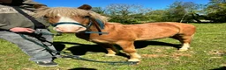 Welsh Section A horses for sale: Young Welsh Gelding to Good Home - Advert 6