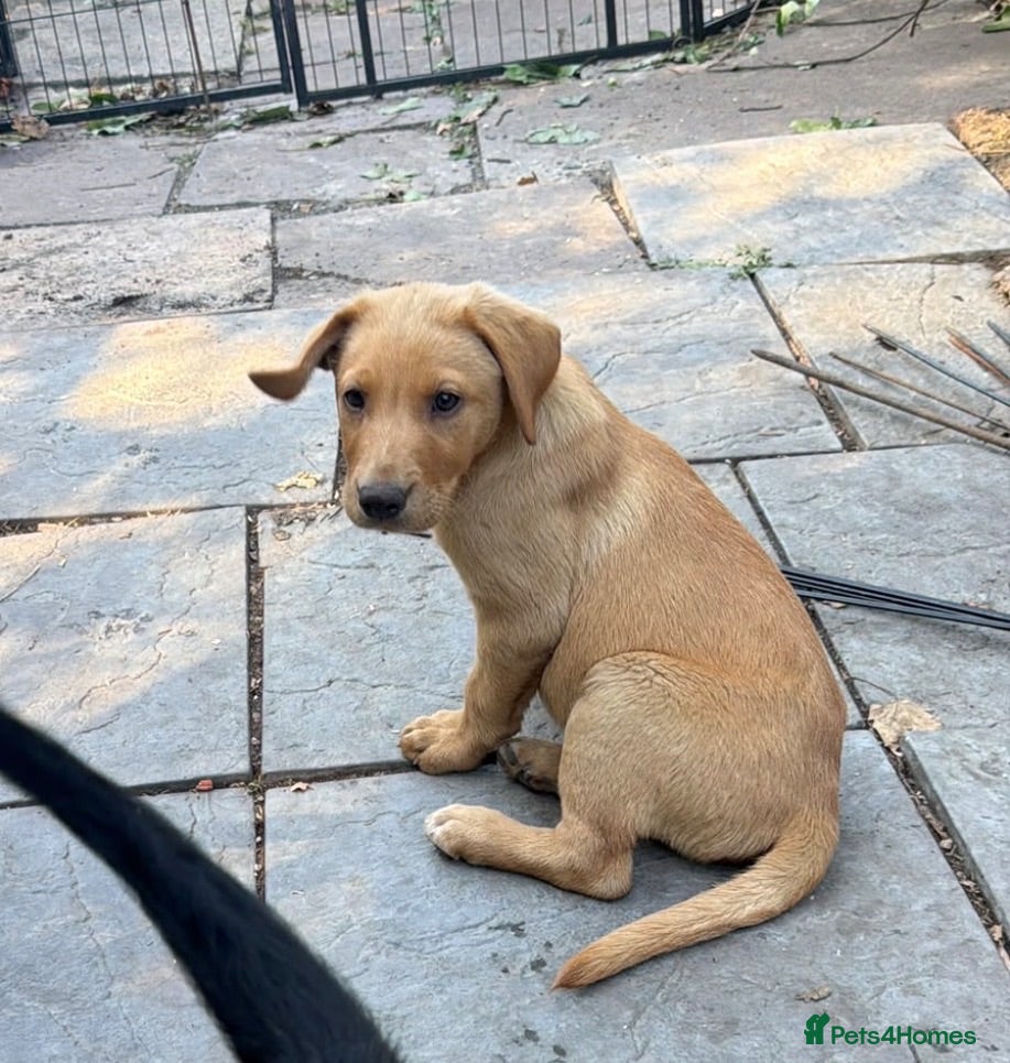 Labrador Retriever dogs 1 Male Kc reg health tested parents - Advert 1