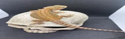 Bearded Dragon reptiles for sale: Spectacular baby dragons ready now  - Advert 14