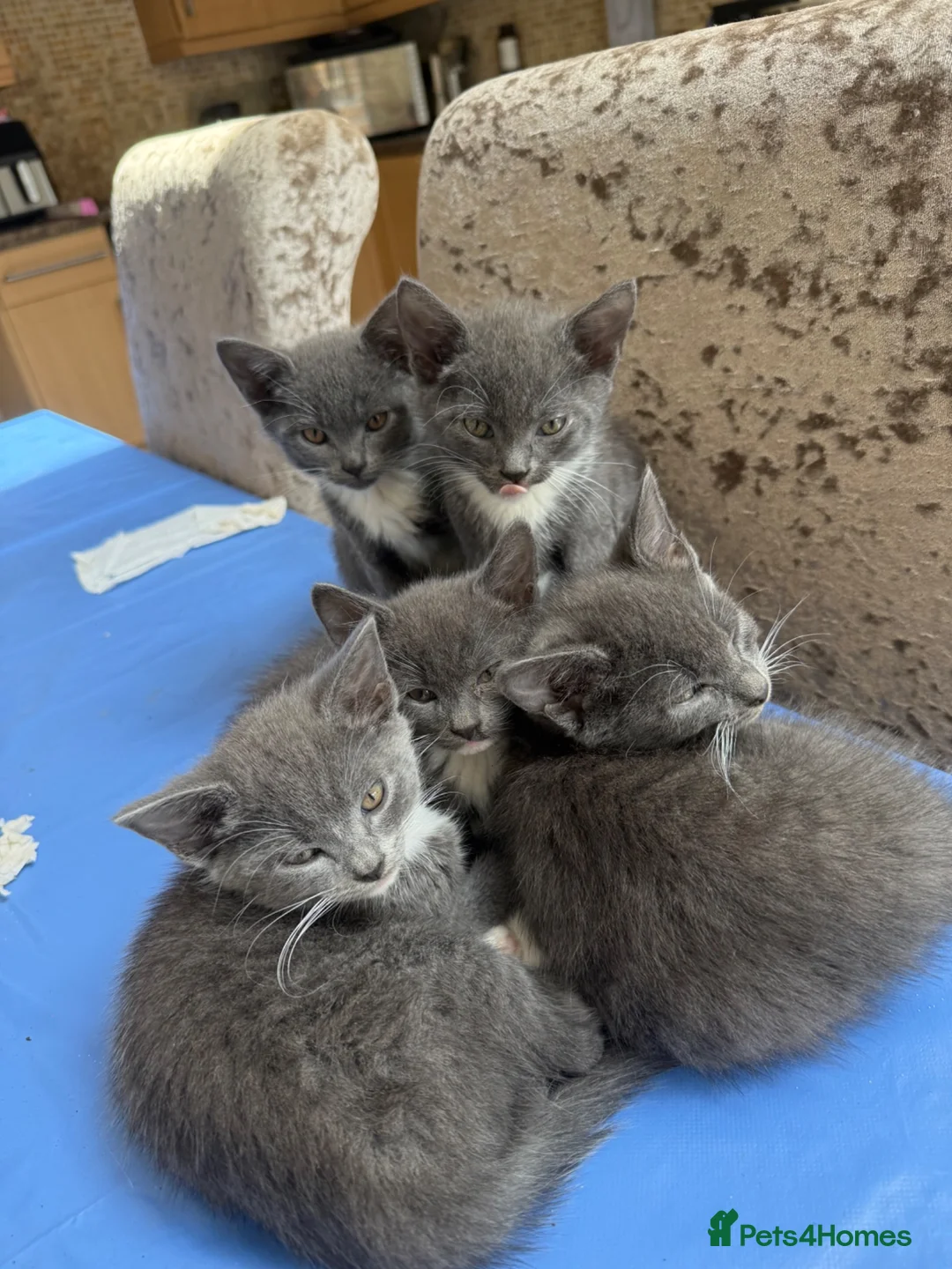 Mixed Breed cats for sale: British Short haired x Burmese kittens for sale  in Manchester - Advert 2