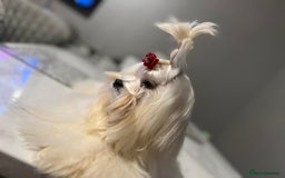 Maltese dogs for sale: Korean bloodline Maltese  - Advert 1