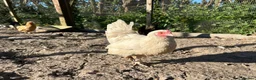 Chickens poultry for sale: 8 small Bantam Hen's available  in Preston - Advert 5