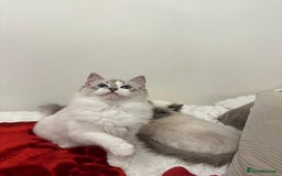 Ragdoll cats for sale: Gorgeous pedigree friendly girl kittens - Advert 6