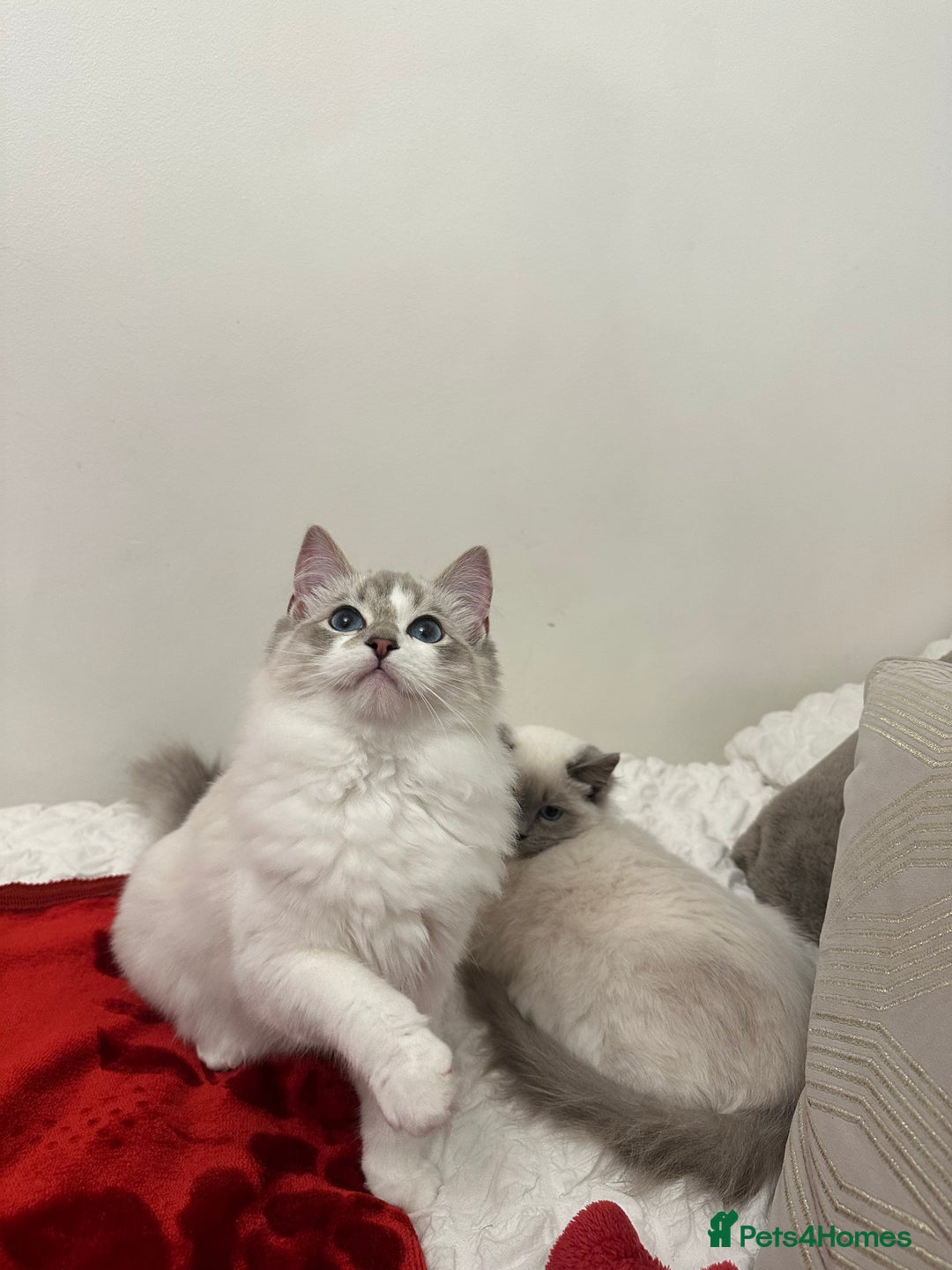 Ragdoll cats for sale: Gorgeous pedigree friendly girl kittens - Advert 6