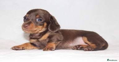 Miniature Dachshund dogs - Advert 3