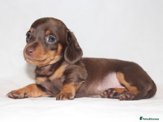 Dachshund dogs - Advert 4