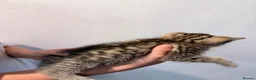 Domestic Shorthair cats for sale: Sweet Brother & Sister Kittens for Sale - Advert 5