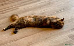 British Longhair cats for sale: FREE: re-home tortoise shell and tabby  - Image 2