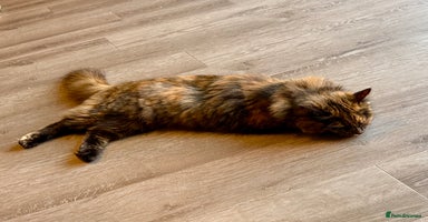 British Longhair cats - Advert 1